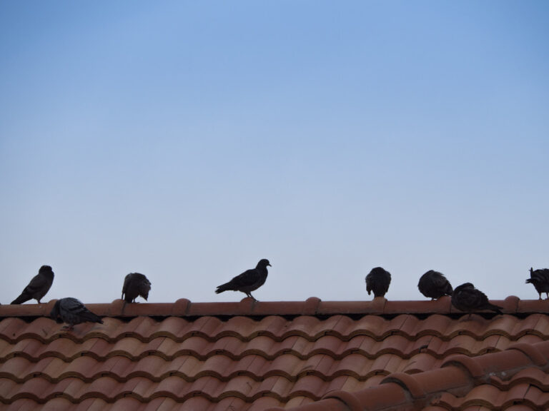 can-birds-harm-your-roof-roofing-contractors-in-orange-county-ca