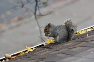 5 Ways Animals Cause Roof Damage