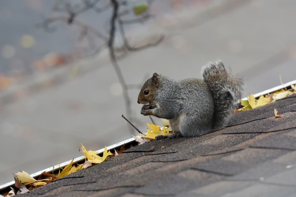 5 Ways Animals Cause Roof Damage